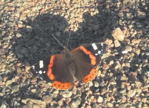Amiraaliperhonen.