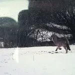 Susi kulki Vuosaaren lähettyvillä