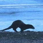 Kesy saukko Vuosaaren rantamaisemissa