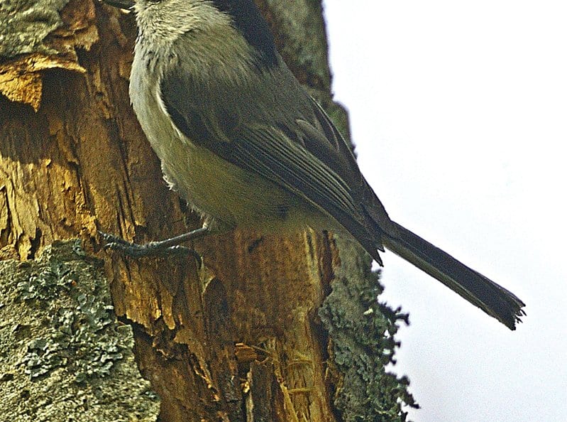 Hömötiainen.