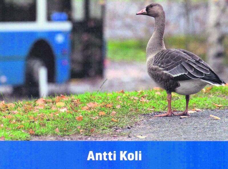 Bussikortilla luontoon -kirjan kansi.
