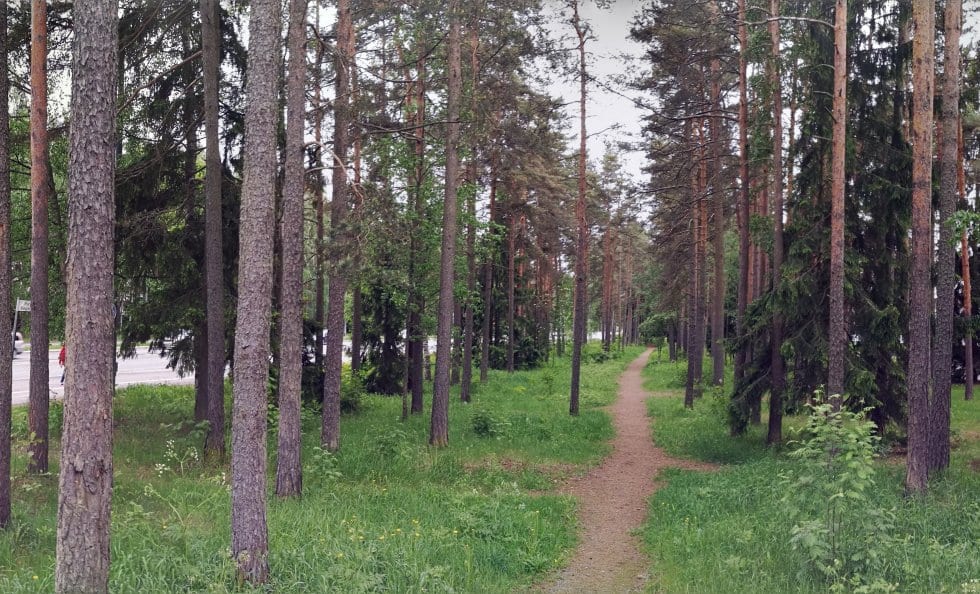 Purjetien edessä on metsikkö.