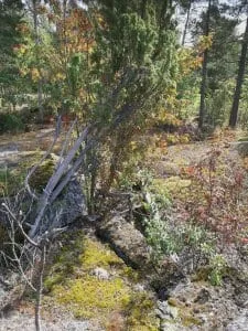 Vanttikallion metsää.