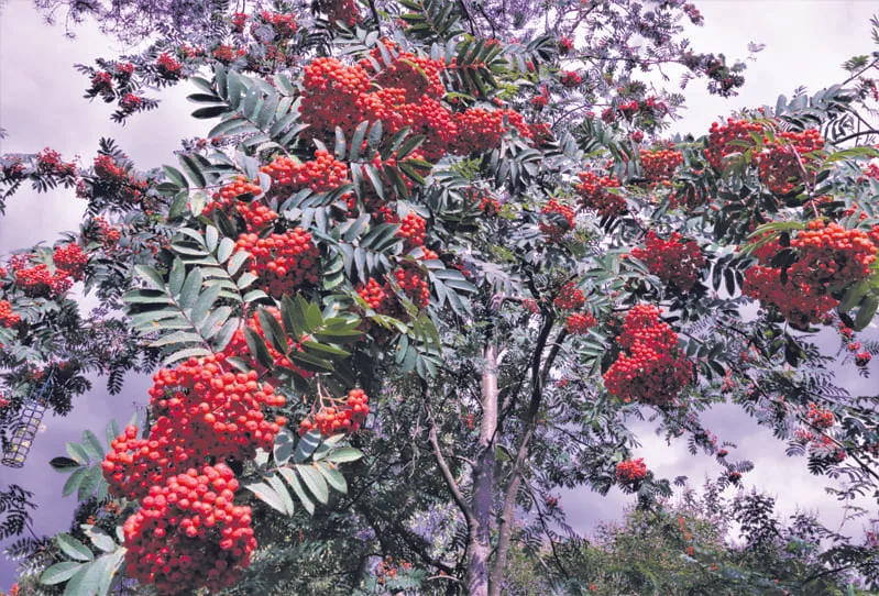 Pihlajia.