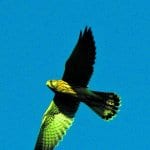Tuulentallaaja – Falco tinnunculus