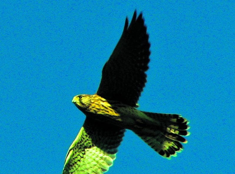 Tuulihaukka