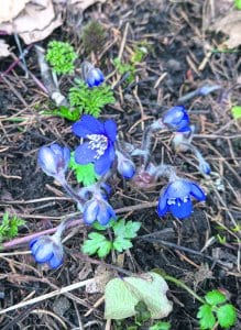 27.3.2020 Mustavuoren lehdossa kukki sinivuokkoja ennätyksellisen aikaisin. Kuva: Matti Pöhö