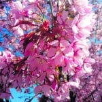 Kirsikkapuut kukassa