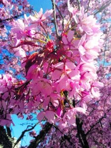 Kirsikkapuut Kallahdessa kuin vaaleanpunaista hattaraa ilahduttavat ja ihastuttavat koronakeväänäkin. Kuva: Silja Jokinen, Aurinkolahti