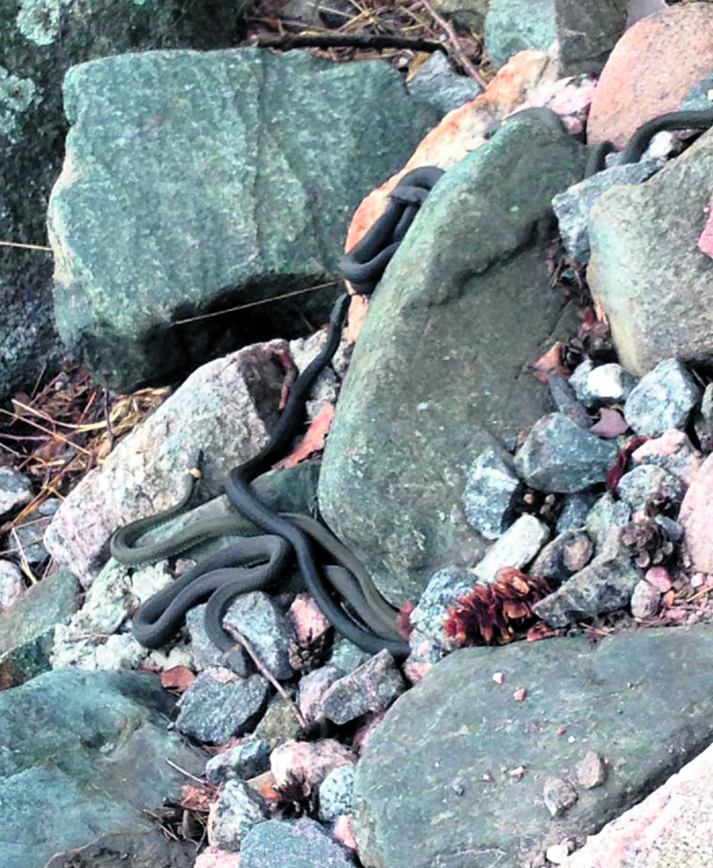 Uutelan luontopolun varrella heräilevät rantakäärmeet, kuvassa noin 7–8 käärmettä läjässä.      Ystävällisin terveisin Anna-Sofia