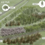 Oma puu Vuosaaren Rakkauden Metsään