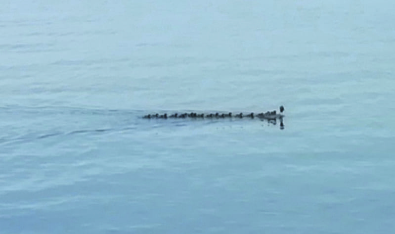 Otin Skatanniemessä kuvan silkkiuikusta ja sen 16 poikasesta. Harrastavatko linnutkin päiväkotitoimintaa vai miten on mahdollista tällainen poikasmäärä?   Kyselee, Risto Larjavaara
