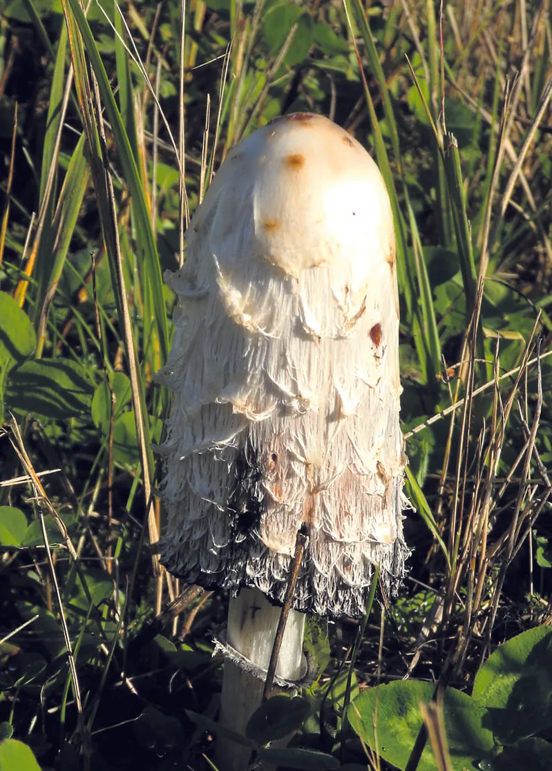 Suomumustesieni.