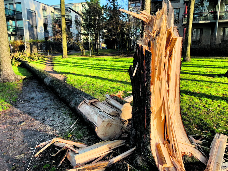 Aurinkolahden Lillkallvikinpuistossa puu kaatui kävelypolulle. Kuva: Satu Toivonen