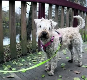 Sankarikoira Nessa Kangaslammen rannalla.