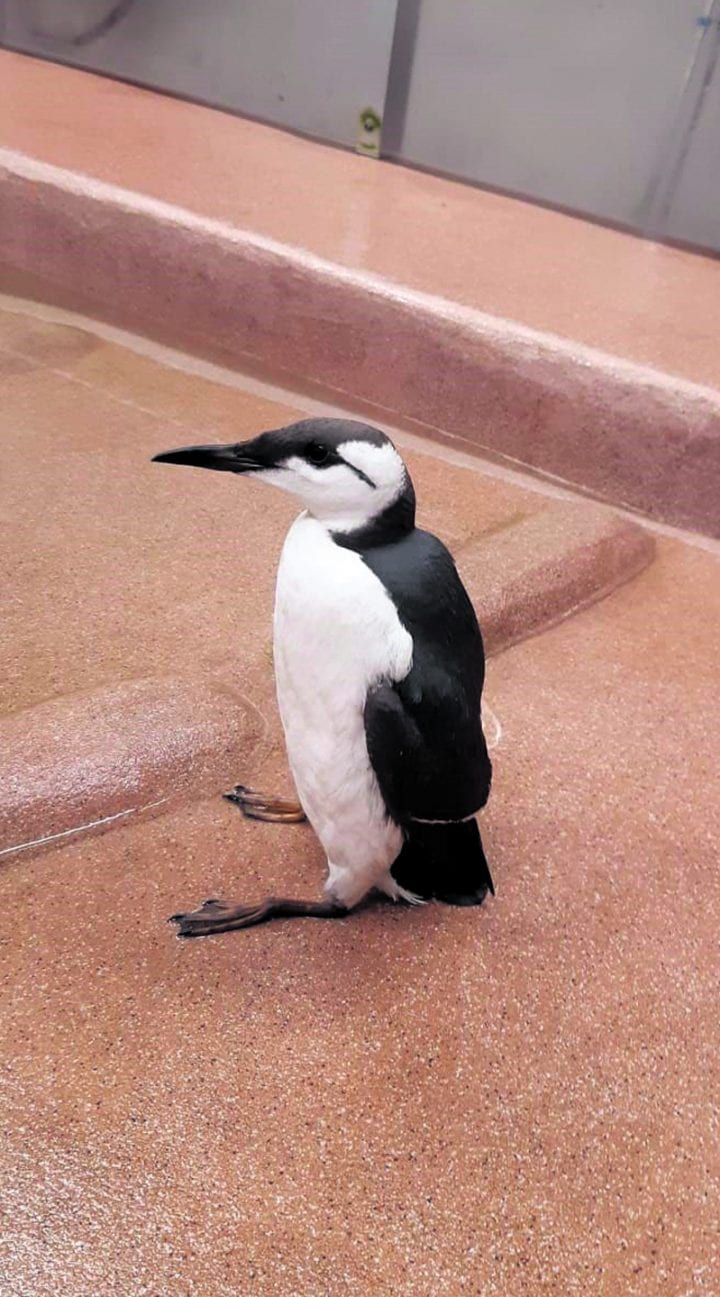 Pingu-etelänkiisla löydettiin Iso-Britanniasta Vuosaaren satamaan saapuneen rahtialuksen kannelta.