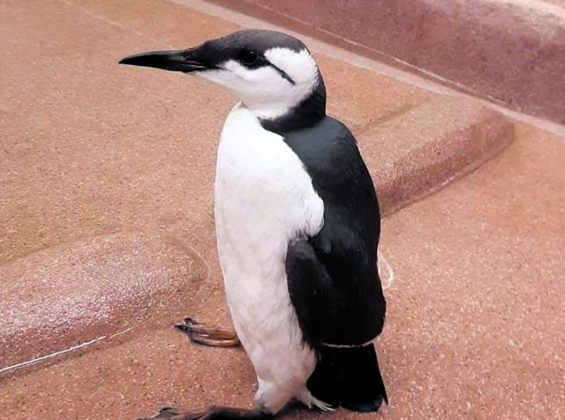 Pingu-etelänkiisla löydettiin Iso-Britanniasta Vuosaaren satamaan saapuneen rahtialuksen kannelta.