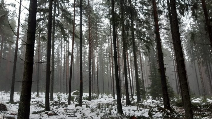 Alue Uutelassa harvennustyön jälkeen tammikuussa. Vesa Koskikallio / Helsingin kaupunki