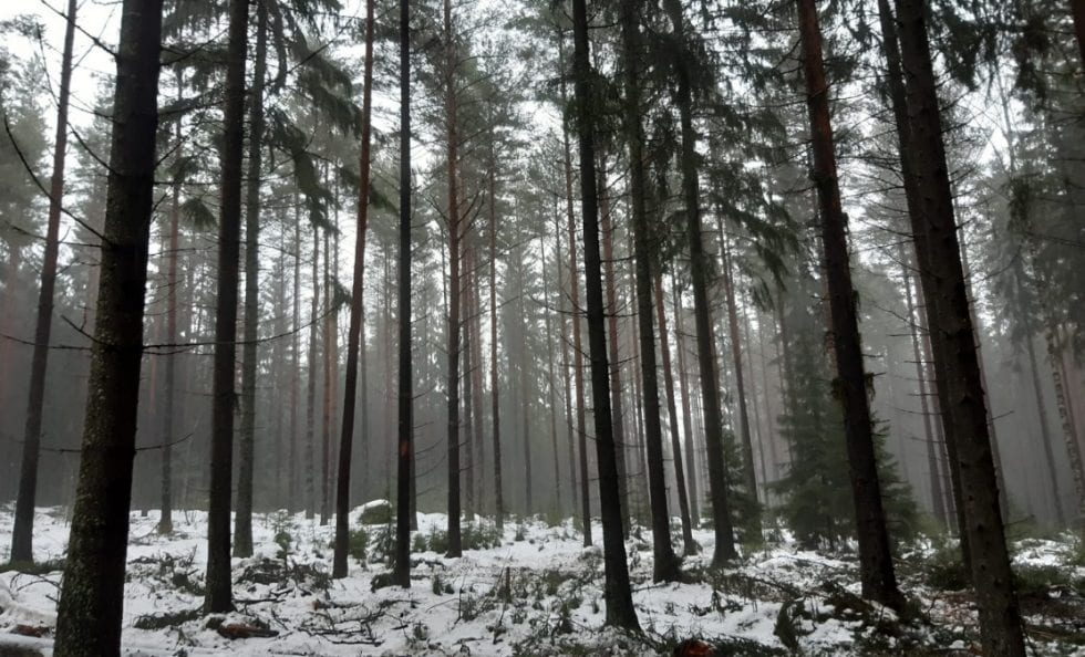 Alue Uutelassa harvennustyön jälkeen tammikuussa. Vesa Koskikallio / Helsingin kaupunki