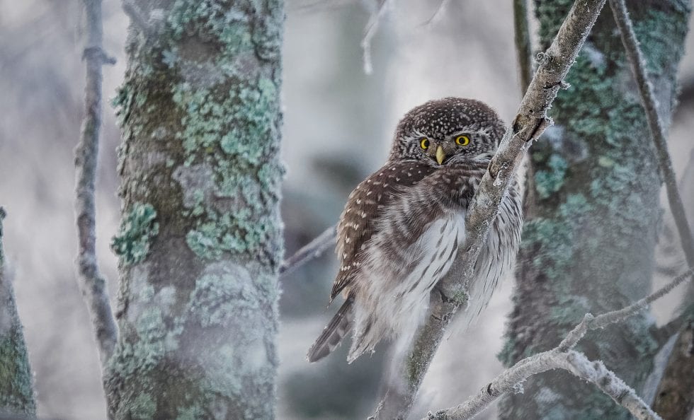 Vuosaaressa viime aikoina viihtyneet pöllöt ovat ilahduttaneet lintuharrastajia, kuvassa yksi Porslahdessa tavatuista varpuspöllöistä. Kuva: Pekka Reittilä