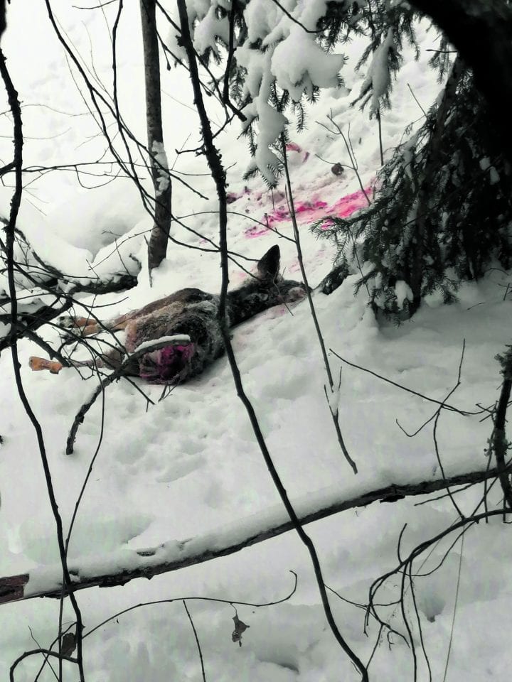 Osittain syöty metsäkauris löytyi Mustavuoren hiihtoladun varrelta, entisen kalkkikaivoksen läheltä. Kuva: Aku Honkanen