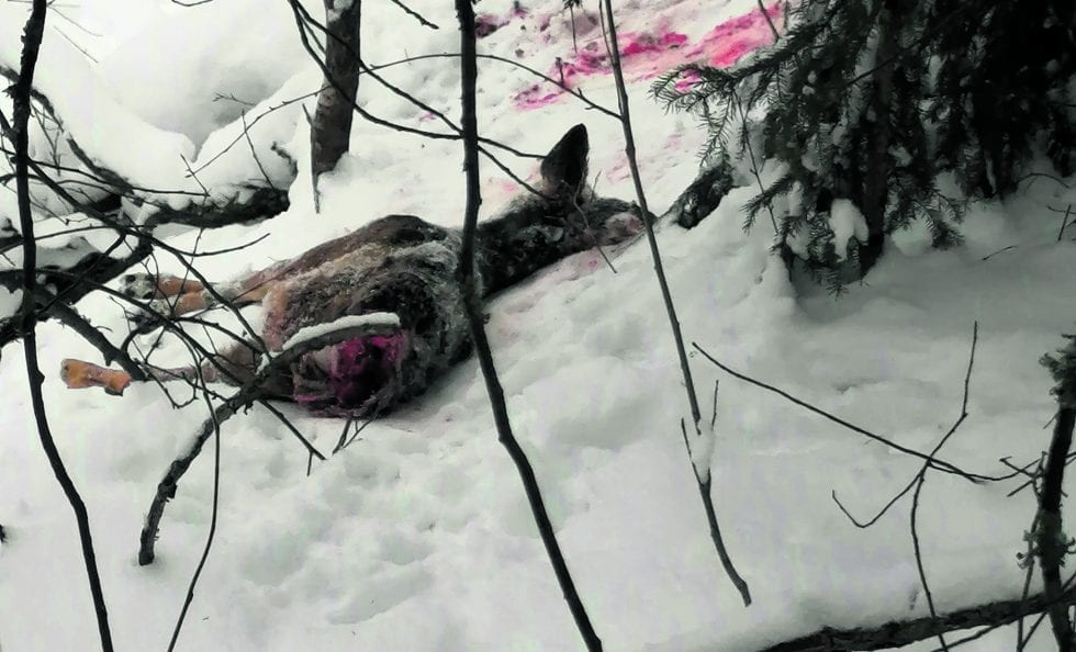 Osittain syöty metsäkauris löytyi Mustavuoren hiihtoladun varrelta, entisen kalkkikaivoksen läheltä. Kuva: Aku Honkanen