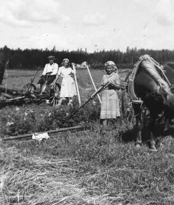 Peltotöissä Rastilan pelloilla 1940-luvun lopulla etualalla Seija Mäkisen äiti Bertta Tikka, enon vaimo Tyyne Tikka sekä isoisä Salomon Tikka ja hänen hevosensa. Kuva: Seija Mäkisen kotialbumi