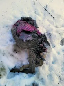 25.3. kauriin ruhoa oli siirretty muutama metri ja järsitty jo huomattavasti enemmän.