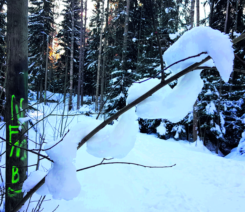Tällainen ”lumikäärme” kiemurteli lumisessa luonnossa Meri-Rastilan metsässä helmikuun lopulla. T. Senni Mehtonen