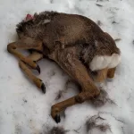 Päätön kauris kummastutti vuosaarelaista koiranulkoiluttajaa