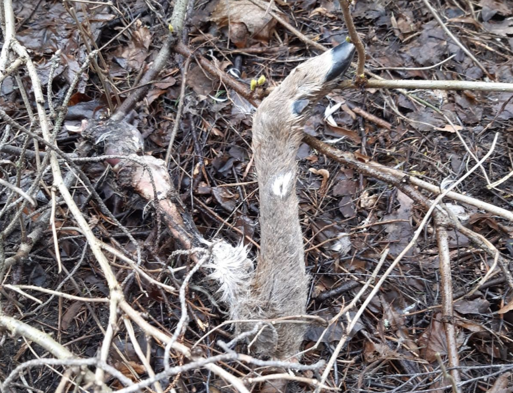 Pienen Villasaaren tieltä kerrostalon pihametsästä löytynyt metsäkauriin sorkka. Kuva: Lukijan kuva