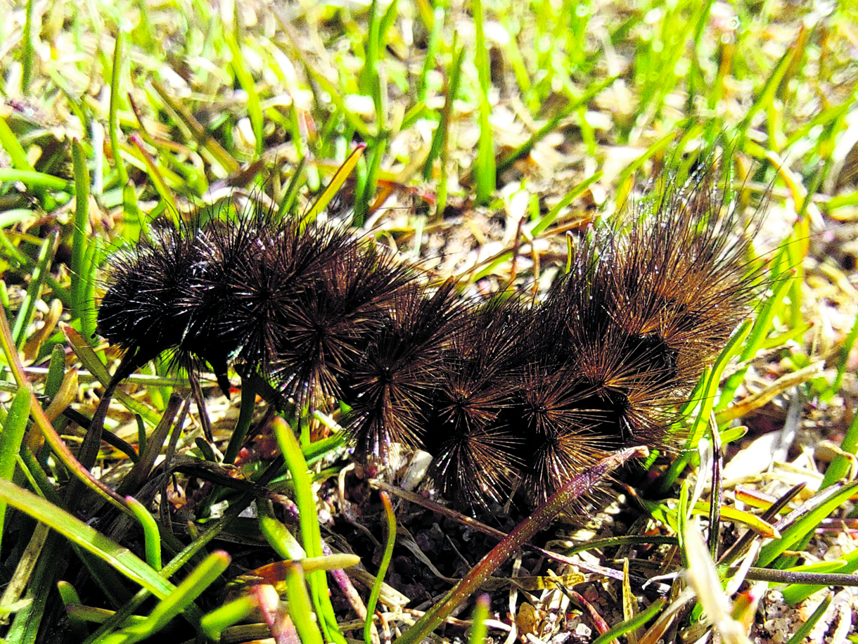 Ruostesiipi-perhosen toukka oli pelikaverina Vuosaaren golfkentällä huhtikuussa. Kuva: Pekka Löfman
