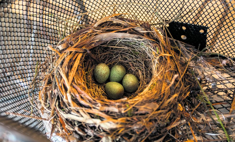 Mustarastas on valinnut Lokkisaarentiellä aika erikoisen paikan pesälleen rakentamalla sen polkupyörän koriin. Ilmeisesti pyörä ei vähään aikaan ole ollut liikenteessä, koska lintu on ehtinyt munia neljä munaakin. Se vastaa hyvin pesyeen keskiarvoa. Haudonta-aika on 11–14 vuorokautta. Aika näyttää kuinka pesintä onnistuu. Hiukan riskialttiilta se kuitenkin näin maallikon silmissä vaikuttaa. Terveisin Pertti Rekala