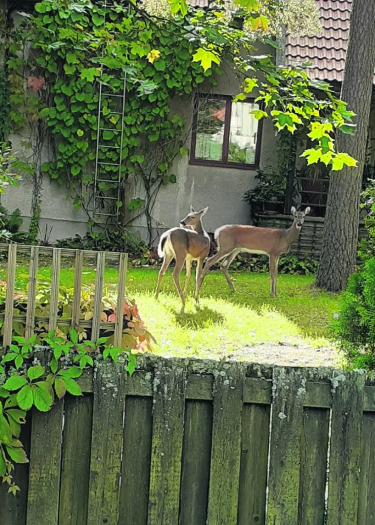 Kaksi peuraa seikkaili omakotitalon pihamaalla 13.9. Rastilassa. Kuva: Maija Roinila