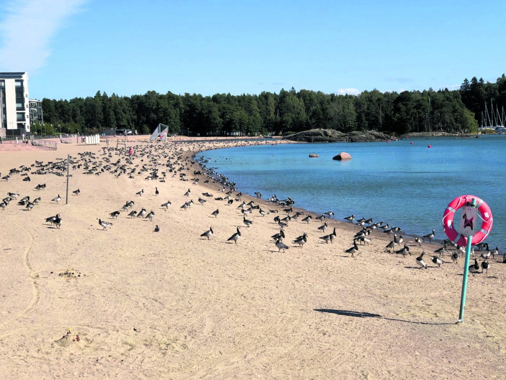 Hanhia Aurinkolahden uimarannalla.             Kuva: Katja Karjalainen