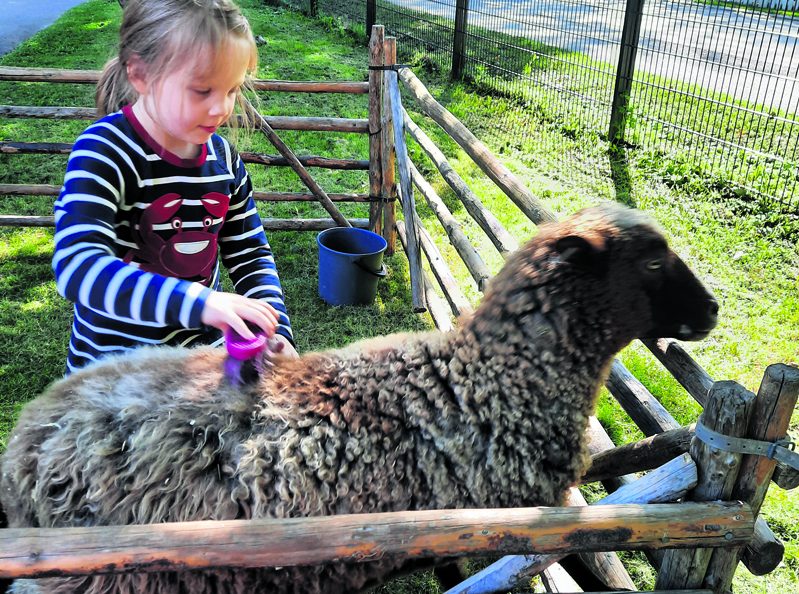 Hembölen kotieläintarhan eläimet ilahduttivat synttäripäivänä Keulan lapsia. Pihalla vierailivat mini-sika Talvio, Elvis-koira, kuttu Simona, silkkikanapariskunta Onni ja Onneli, shetlanninponi Tähti, aasi Violetta, mignonankat Aku, Helmi ja Hilma, suomenlammas Bella & kaveri sekä pari kania. Kuvassa eskarilainen ja toisen sukupolven keulalainen Olivia lammasta hoitamassa.