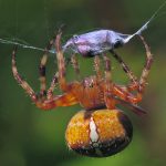 Ristihämähäkki – vahvan verkon kutoja