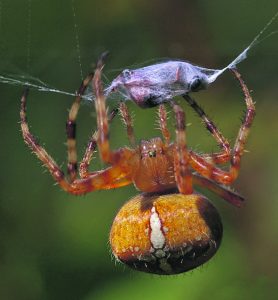 Hämähäkki ”paketoi” saaliinsa ja aloittaa ruokailun, uusi verkko joka päivä.