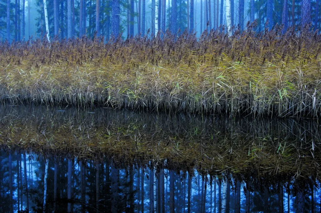 Syksyistä väriloistoa järviruokokasvustossa.