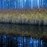Järviruoko – kosmopoliitti