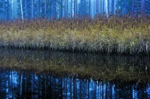 Syksyistä väriloistoa järviruokokasvustossa.