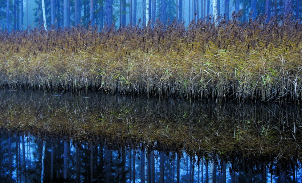Syksyistä väriloistoa järviruokokasvustossa.