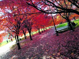 Kuvassa Roihuvuoren kirsikkapuiston syksyistä väriloistoa. Kirsikkapuista voi siis nauttia muulloinkin kuin kevään kukinta-aikaan. Tällainen puisto Vuosaareenkin, omenapuupuistokin kelpaa! Terveisin ”Lisää luonnontaidetta”
