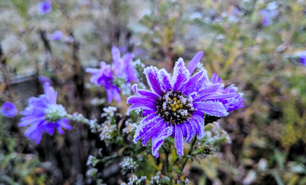 Lämmin syksy takasi sen, että monet kukat olivat kukassa vielä 8.11. Seuraavana yönä tullut jopa 5 asteen pakkanen lopetti kuitenkin monen kasvin kasvukauden. Siihen asti muun muassa Fallpakan kasvimaalla artisokka, kurpitsa, valkosipuli, ruohosipuli, lipstikka, sitruunamelissa ja persilja jatkoivat täyttä päätä kasvuaan. Kuvassa yöpakkasen nipistämä syysasteri. Kuva: Matti Pöhö