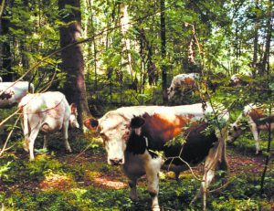 Laiduntavatko lehmät ja lampaat jatkossa Uutelan maisemissa? Kuvassa Miina Äkkijyrkän lehmiä aikoinaan Uutelassa.