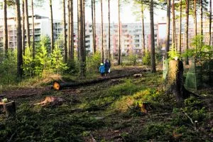 Hakkuita Uutelan kanavan lähellä. Kuva: Emilia Pippola