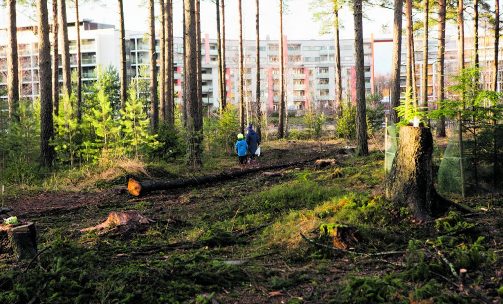 Hakkuita Uutelan kanavan lähellä. Kuva: Emilia Pippola