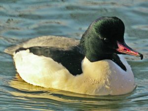 Koirasisokoskelo ”kosiopuvussa” punertavine rintahöyhenineen.