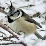 Töyhtötiainen ilahdutti
