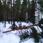 Lumi kaataa puita